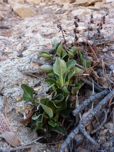 Pyrola dentata growing in decomposed granite, Sierra de San Pedro Martir. December 2, 2012.