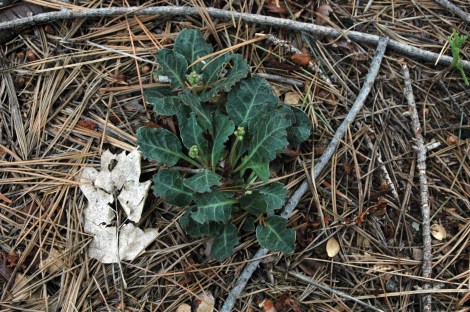 Pyrola dentata DSC_5741