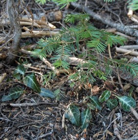 PYCR_leaves_BlLassic