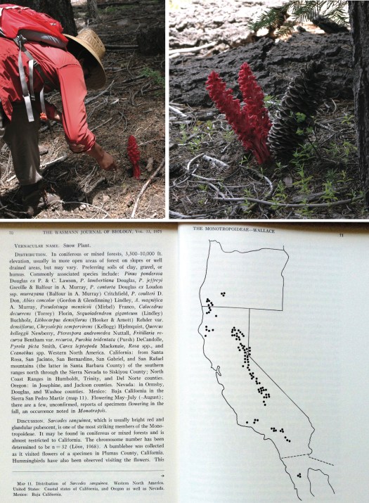 A. Julian Roberts examines an inflorescence of Sarcodes sanguinea just north of Lassen Volcanic National Park. B. Inflorescences often grow at the bases of conifers, presumably because the plants are 'tapped' into the mycorrhizal fungi associated with these trees. C. The geographic range of S. sanguinea from Gary Wallace's 1975 monograph of Monotropoideae (Wassman Journal of Botany, 33)