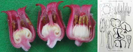 Cross sections of S. sanguinea flowers (left)-- these produce nectar plentifully! Diagram of stamens and vasculature of the flower (from Doyel & Gorss, Madrono, 1941)