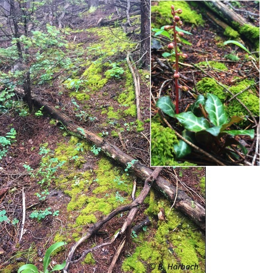 Habitat near the east-central side of Pike National Forest where Pyrola was observed growing. Photo credit: Barb Harbach.